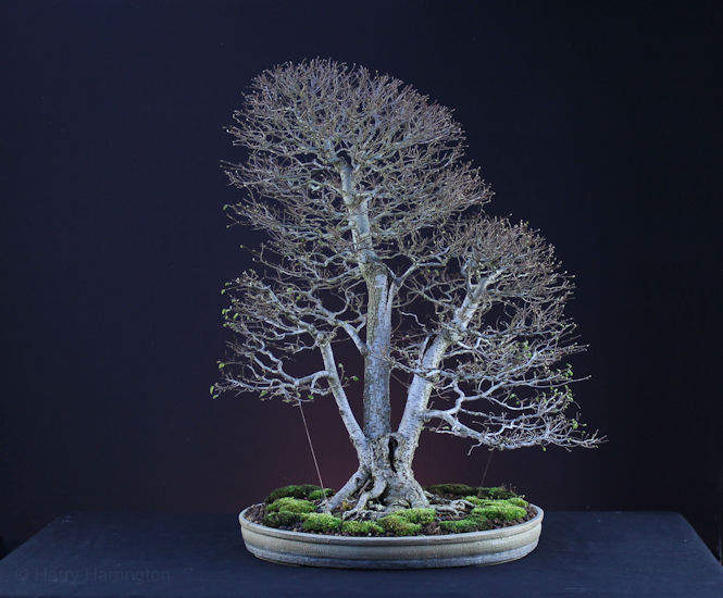 Siberian Elm bonsai